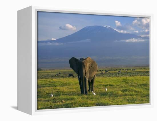 Elephant, Mt. Kilimanjaro, Masai Mara National Park, Kenya-Peter Adams-Framed Premier Image Canvas