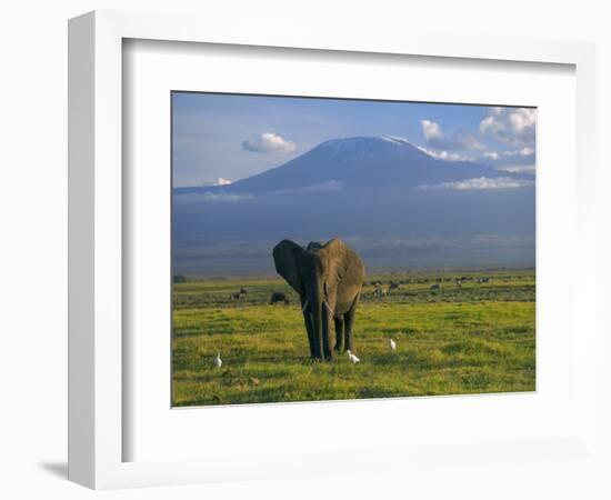 Elephant, Mt. Kilimanjaro, Masai Mara National Park, Kenya-Peter Adams-Framed Photographic Print