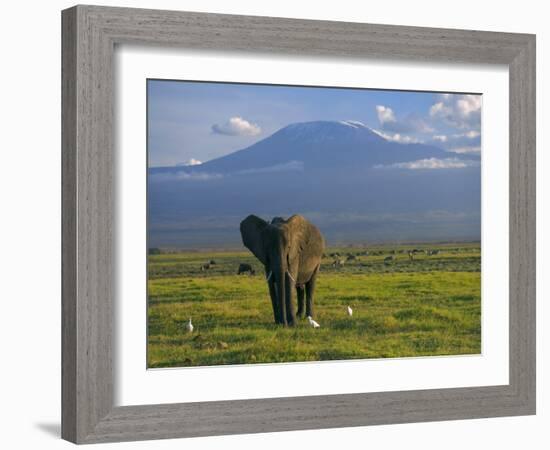 Elephant, Mt. Kilimanjaro, Masai Mara National Park, Kenya-Peter Adams-Framed Photographic Print