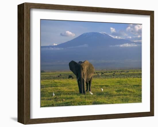 Elephant, Mt. Kilimanjaro, Masai Mara National Park, Kenya-Peter Adams-Framed Photographic Print