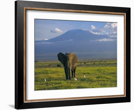 Elephant, Mt. Kilimanjaro, Masai Mara National Park, Kenya-Peter Adams-Framed Photographic Print