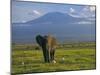 Elephant, Mt. Kilimanjaro, Masai Mara National Park, Kenya-Peter Adams-Mounted Photographic Print