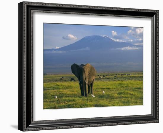 Elephant, Mt. Kilimanjaro, Masai Mara National Park, Kenya-Peter Adams-Framed Photographic Print