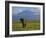 Elephant, Mt. Kilimanjaro, Masai Mara National Park, Kenya-Peter Adams-Framed Photographic Print