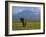 Elephant, Mt. Kilimanjaro, Masai Mara National Park, Kenya-Peter Adams-Framed Photographic Print