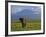 Elephant, Mt. Kilimanjaro, Masai Mara National Park, Kenya-Peter Adams-Framed Photographic Print