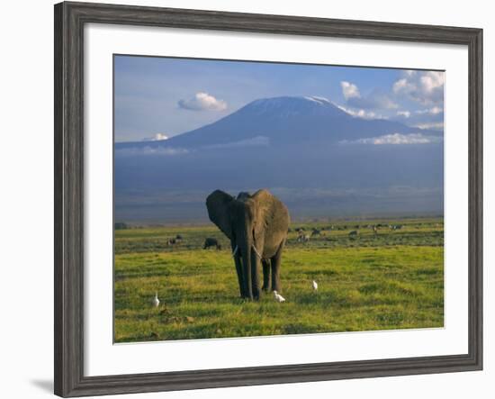 Elephant, Mt. Kilimanjaro, Masai Mara National Park, Kenya-Peter Adams-Framed Photographic Print