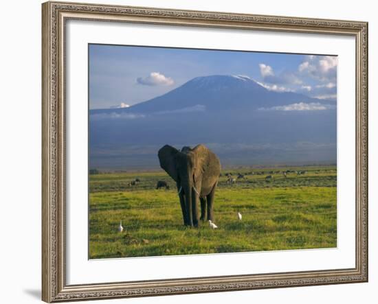 Elephant, Mt. Kilimanjaro, Masai Mara National Park, Kenya-Peter Adams-Framed Photographic Print