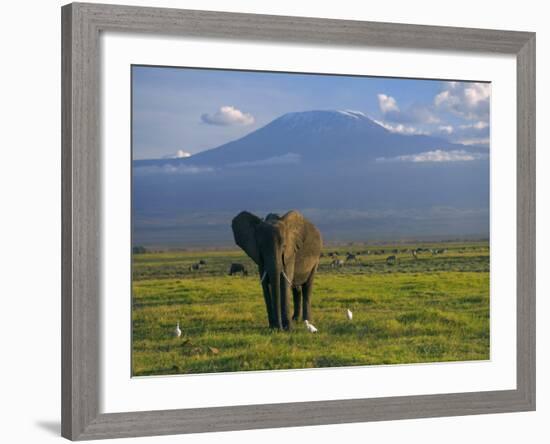 Elephant, Mt. Kilimanjaro, Masai Mara National Park, Kenya-Peter Adams-Framed Photographic Print