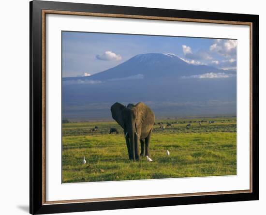 Elephant, Mt. Kilimanjaro, Masai Mara National Park, Kenya-Peter Adams-Framed Photographic Print