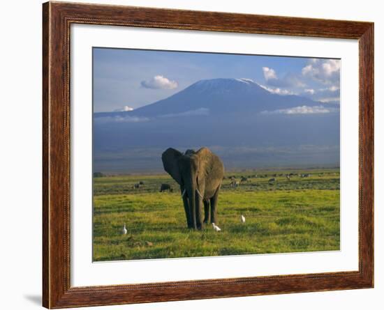 Elephant, Mt. Kilimanjaro, Masai Mara National Park, Kenya-Peter Adams-Framed Photographic Print