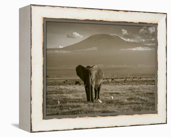 Elephant, Mt. Kilimanjaro, Masai Mara National Park, Kenya-Peter Adams-Framed Premier Image Canvas