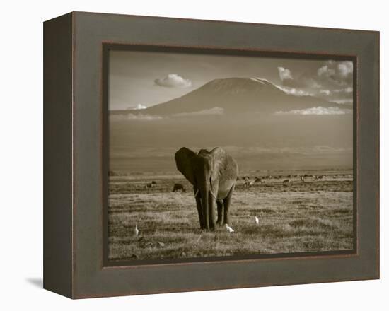 Elephant, Mt. Kilimanjaro, Masai Mara National Park, Kenya-Peter Adams-Framed Premier Image Canvas