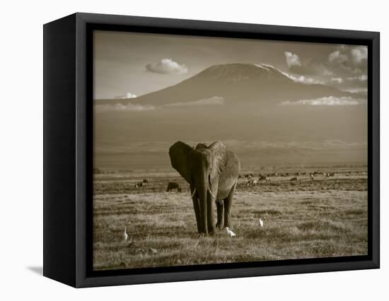 Elephant, Mt. Kilimanjaro, Masai Mara National Park, Kenya-Peter Adams-Framed Premier Image Canvas