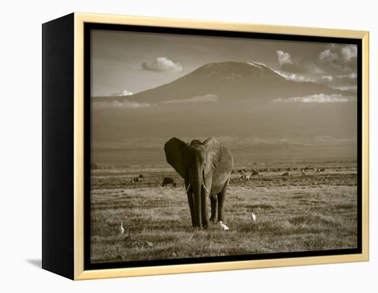 Elephant, Mt. Kilimanjaro, Masai Mara National Park, Kenya-Peter Adams-Framed Premier Image Canvas