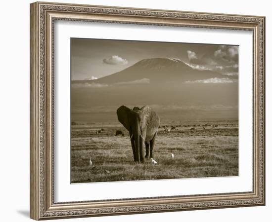 Elephant, Mt. Kilimanjaro, Masai Mara National Park, Kenya-Peter Adams-Framed Photographic Print