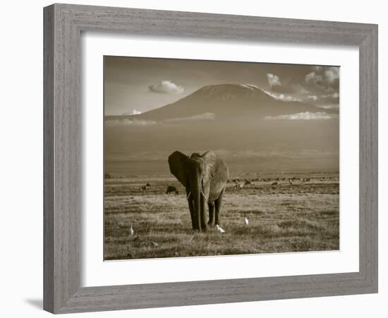 Elephant, Mt. Kilimanjaro, Masai Mara National Park, Kenya-Peter Adams-Framed Photographic Print