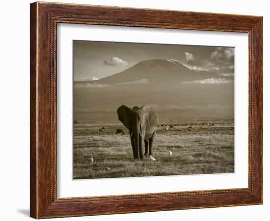 Elephant, Mt. Kilimanjaro, Masai Mara National Park, Kenya-Peter Adams-Framed Photographic Print