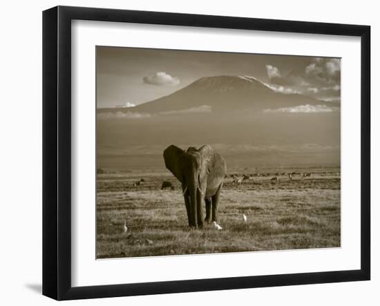 Elephant, Mt. Kilimanjaro, Masai Mara National Park, Kenya-Peter Adams-Framed Photographic Print