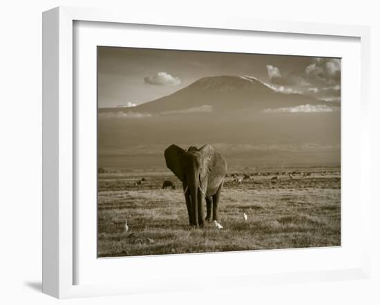 Elephant, Mt. Kilimanjaro, Masai Mara National Park, Kenya-Peter Adams-Framed Photographic Print