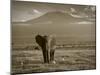 Elephant, Mt. Kilimanjaro, Masai Mara National Park, Kenya-Peter Adams-Mounted Photographic Print