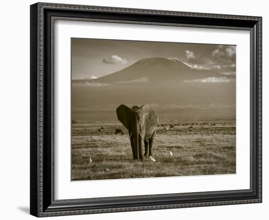 Elephant, Mt. Kilimanjaro, Masai Mara National Park, Kenya-Peter Adams-Framed Photographic Print