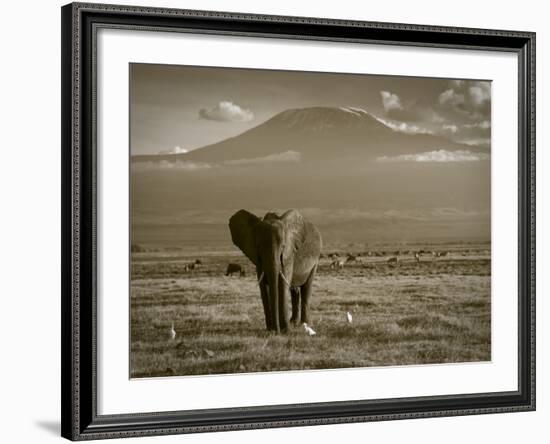 Elephant, Mt. Kilimanjaro, Masai Mara National Park, Kenya-Peter Adams-Framed Photographic Print