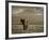 Elephant, Mt. Kilimanjaro, Masai Mara National Park, Kenya-Peter Adams-Framed Photographic Print