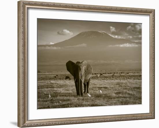 Elephant, Mt. Kilimanjaro, Masai Mara National Park, Kenya-Peter Adams-Framed Photographic Print