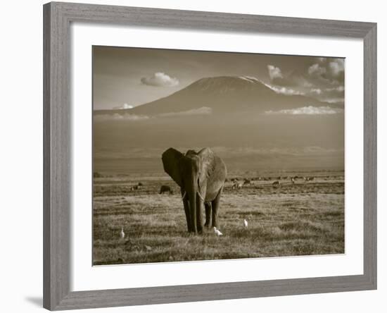 Elephant, Mt. Kilimanjaro, Masai Mara National Park, Kenya-Peter Adams-Framed Photographic Print