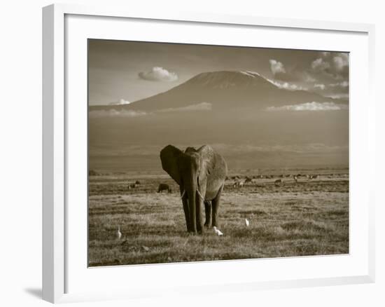 Elephant, Mt. Kilimanjaro, Masai Mara National Park, Kenya-Peter Adams-Framed Photographic Print