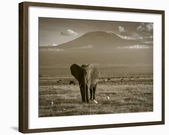 Elephant, Mt. Kilimanjaro, Masai Mara National Park, Kenya-Peter Adams-Framed Photographic Print
