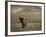 Elephant, Mt. Kilimanjaro, Masai Mara National Park, Kenya-Peter Adams-Framed Photographic Print