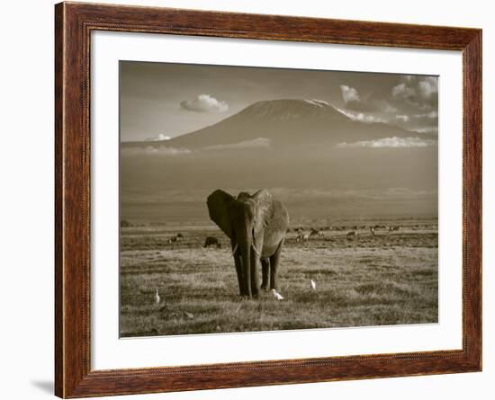 Elephant, Mt. Kilimanjaro, Masai Mara National Park, Kenya-Peter Adams-Framed Photographic Print