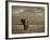 Elephant, Mt. Kilimanjaro, Masai Mara National Park, Kenya-Peter Adams-Framed Photographic Print