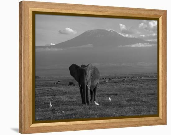 Elephant, Mt. Kilimanjaro, Masai Mara National Park, Kenya-Peter Adams-Framed Premier Image Canvas