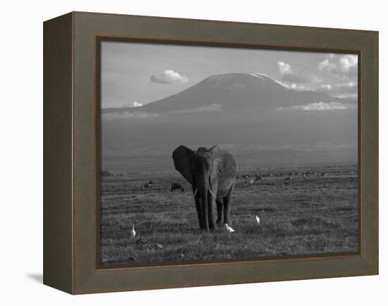 Elephant, Mt. Kilimanjaro, Masai Mara National Park, Kenya-Peter Adams-Framed Premier Image Canvas