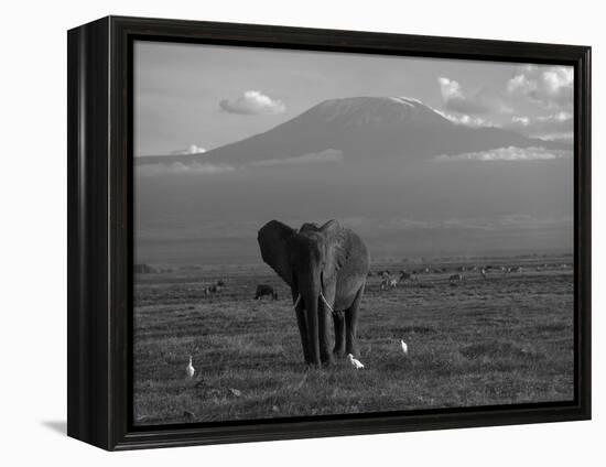 Elephant, Mt. Kilimanjaro, Masai Mara National Park, Kenya-Peter Adams-Framed Premier Image Canvas