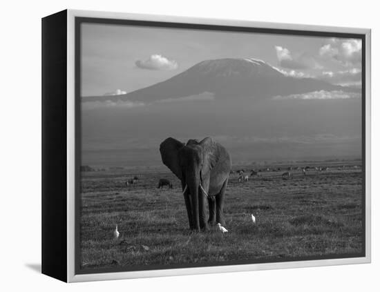 Elephant, Mt. Kilimanjaro, Masai Mara National Park, Kenya-Peter Adams-Framed Premier Image Canvas