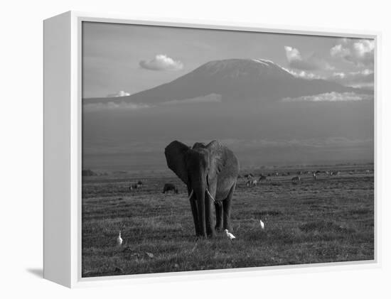 Elephant, Mt. Kilimanjaro, Masai Mara National Park, Kenya-Peter Adams-Framed Premier Image Canvas