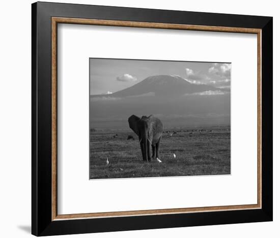 Elephant, Mt. Kilimanjaro, Masai Mara National Park, Kenya-Peter Adams-Framed Photographic Print