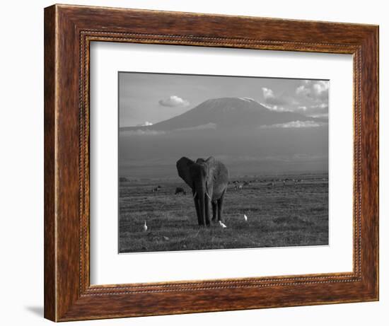 Elephant, Mt. Kilimanjaro, Masai Mara National Park, Kenya-Peter Adams-Framed Photographic Print