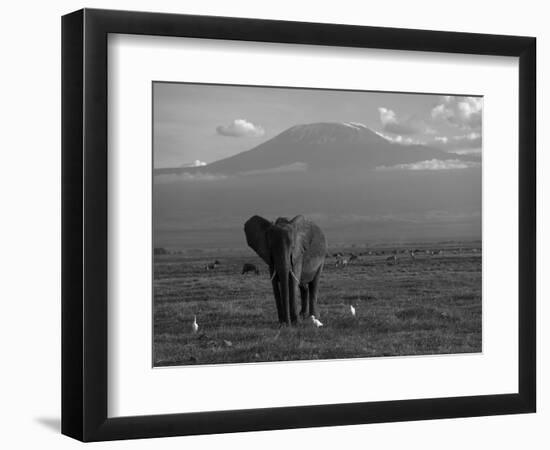 Elephant, Mt. Kilimanjaro, Masai Mara National Park, Kenya-Peter Adams-Framed Photographic Print