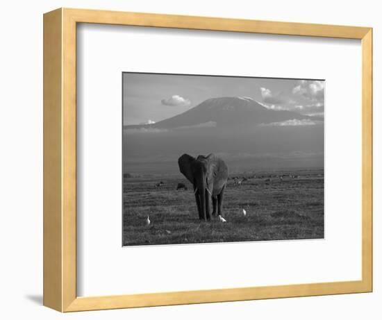 Elephant, Mt. Kilimanjaro, Masai Mara National Park, Kenya-Peter Adams-Framed Photographic Print