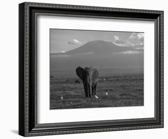 Elephant, Mt. Kilimanjaro, Masai Mara National Park, Kenya-Peter Adams-Framed Photographic Print