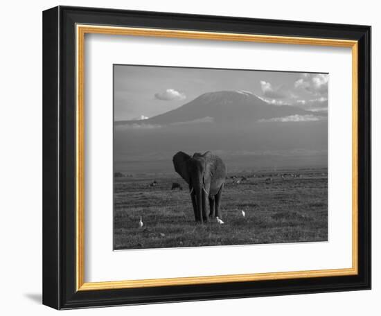 Elephant, Mt. Kilimanjaro, Masai Mara National Park, Kenya-Peter Adams-Framed Photographic Print