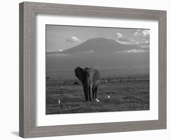 Elephant, Mt. Kilimanjaro, Masai Mara National Park, Kenya-Peter Adams-Framed Photographic Print