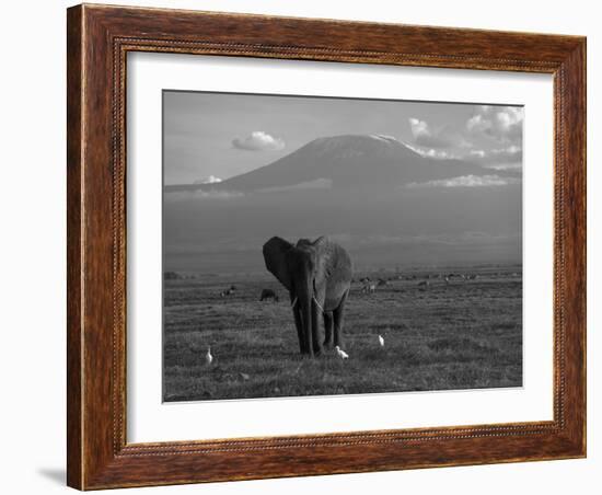 Elephant, Mt. Kilimanjaro, Masai Mara National Park, Kenya-Peter Adams-Framed Photographic Print