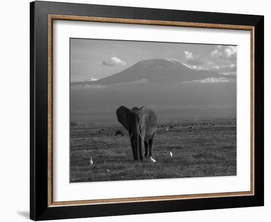 Elephant, Mt. Kilimanjaro, Masai Mara National Park, Kenya-Peter Adams-Framed Photographic Print