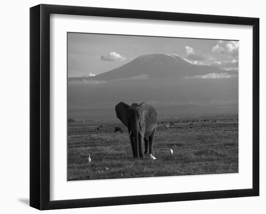 Elephant, Mt. Kilimanjaro, Masai Mara National Park, Kenya-Peter Adams-Framed Photographic Print